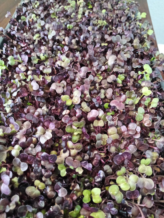 Purple Radish microgreen